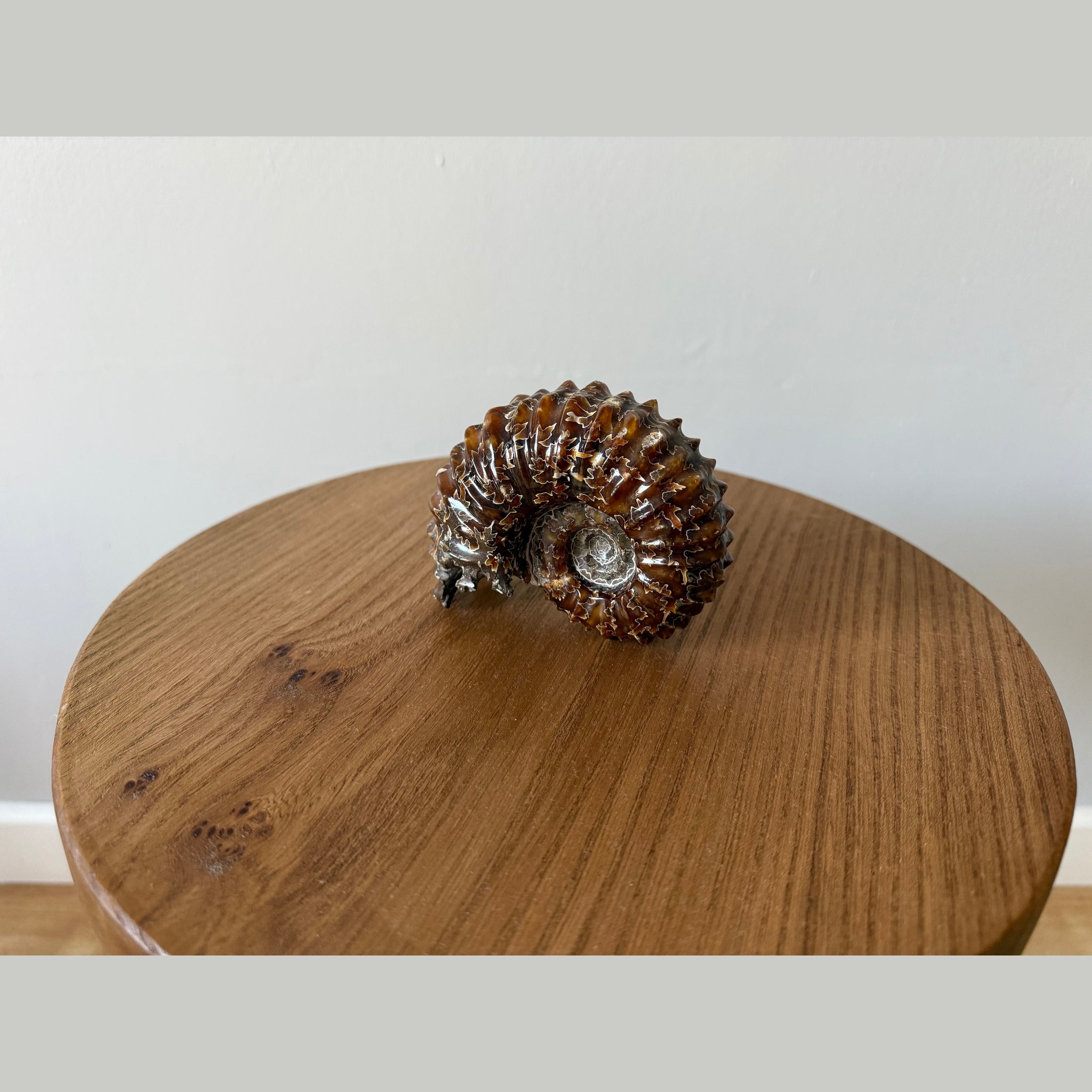 Duvilliceras Ammonite fossil calcitized and polished appearance