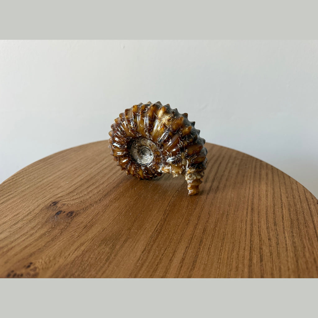 Duvilliceras Ammonite fossil calcitized and polished appearance