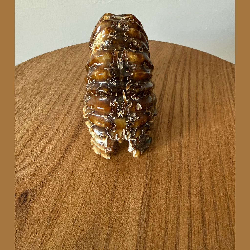 Duvilliceras Ammonite fossil calcitized and polished appearance