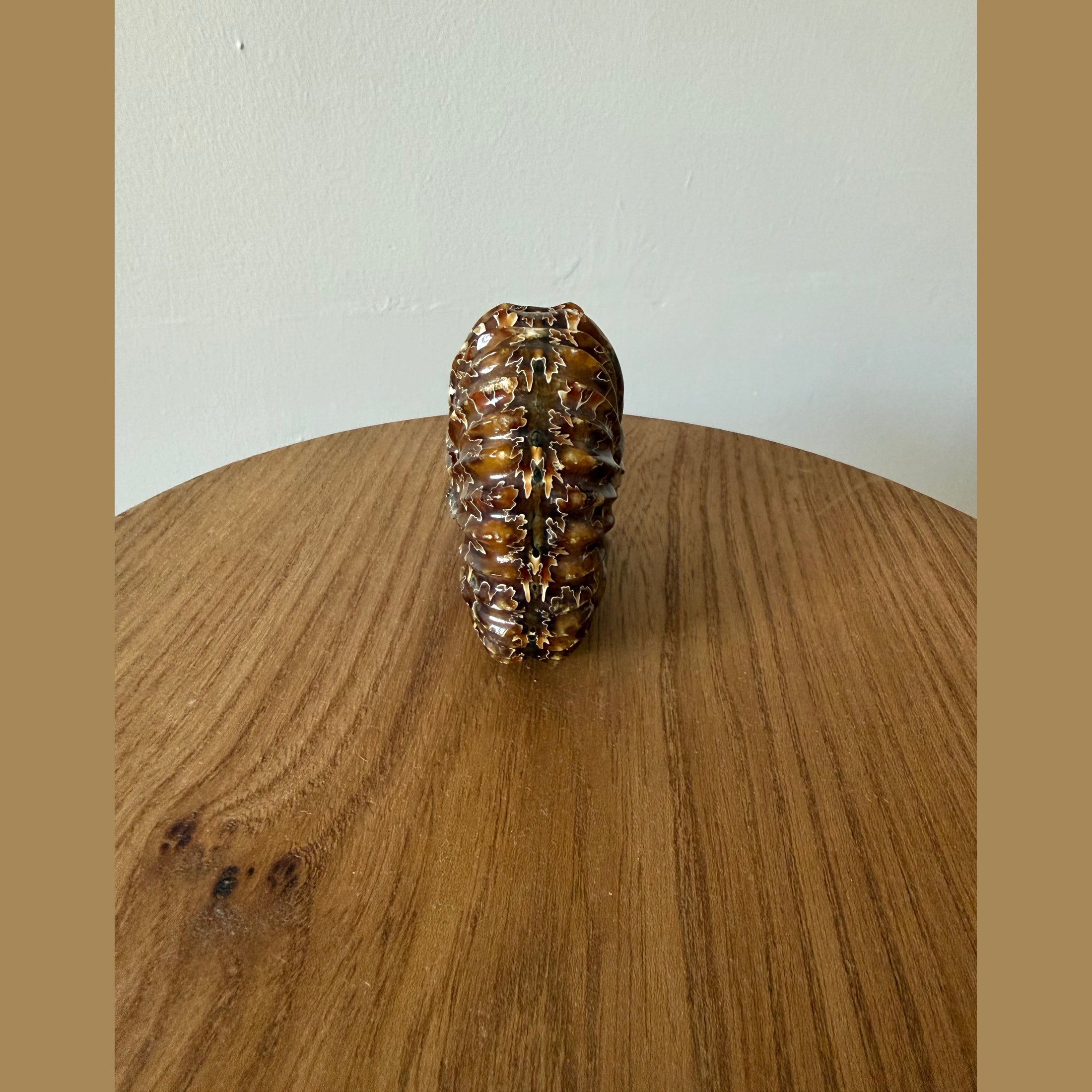 Duvilliceras Ammonite fossil calcitized and polished appearance