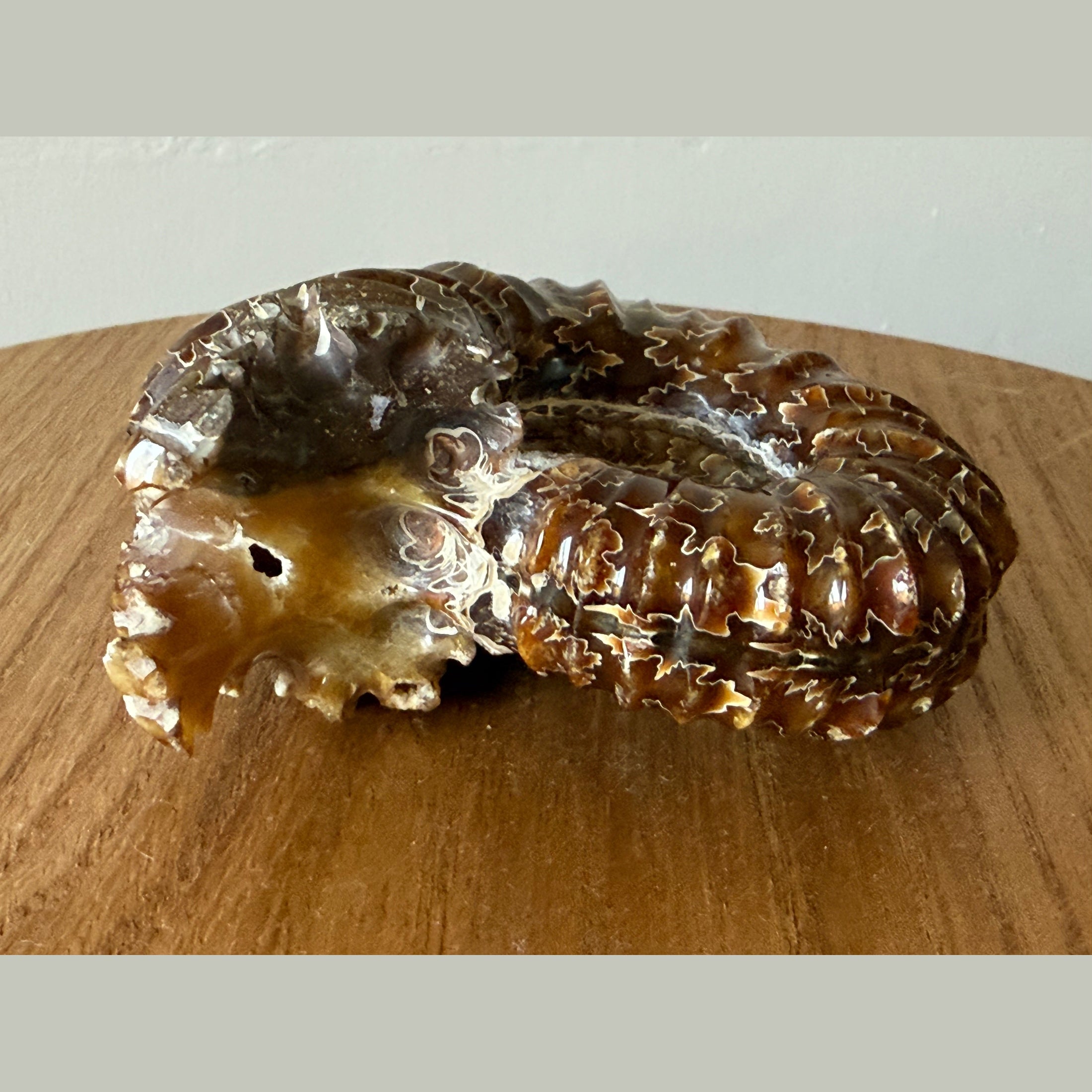 Duvilliceras Ammonite fossil calcitized and polished appearance